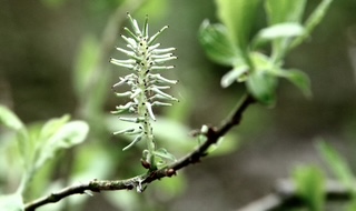 Weidenkätzchen im Frühling