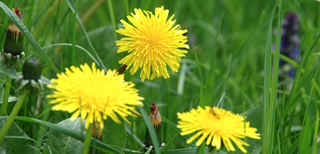 Löwenzahn im Gras